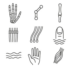 Fototapeta premium Hand Anatomy Icons. Line style icons of hand anatomy: palm structure, finger joints, thumb bone, wrist ligaments, tendons layout,