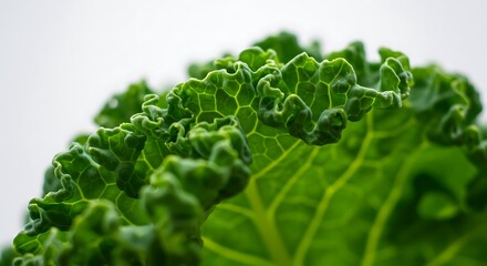 Detailed view of a vibrant green kale leaf, isolated on a clean white background, emphasizing its ruffled edges and natural structure