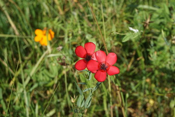 Blumenwiese mit roten und gelben Blumen und hohem grünen Gras in der Natur bei Sonne am Morgen im...