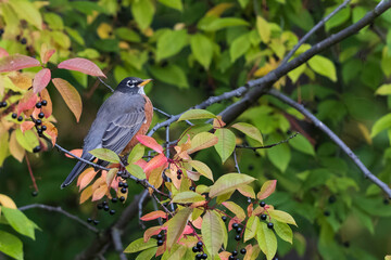 American Robin Gorging on Choke Cherry