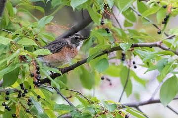 Juvenile American Robin Ready to Gorge on Choke Cherry