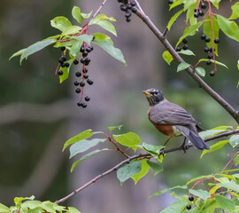 American Robin Gorging on Choke Cherry