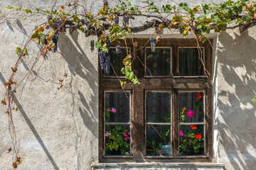 Part of a traditional Bulgarian village house with a window and covered with grape vines.
