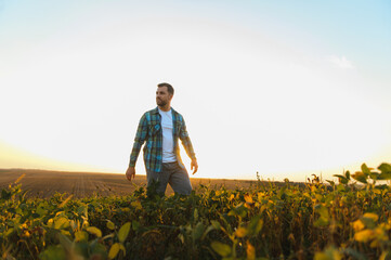 Fototapeta premium Farmer walking through soy field at sunset
