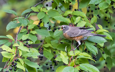 American Robin Gorging on Choke Cherry