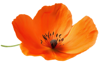 Vibrant orange poppy flower isolated on transparent background. Vibrant orange flower with delicate petals contrasts beautifully against a white background.