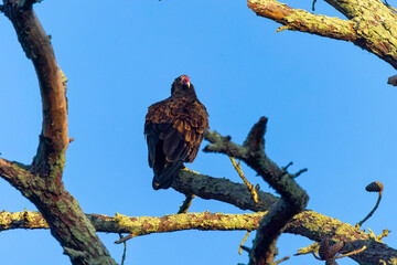 The turkey vulture (Cathartes aura). The turkey vulture is a scavenger and feeds almost exclusively on carrion