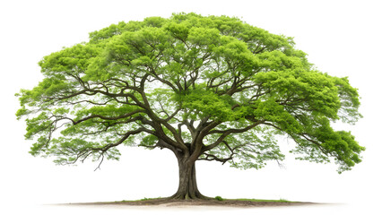 Majestic large mature tree with broad lush green canopy and exposed roots