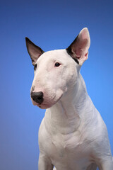 A white Bull Terrier poses elegantly against a plain blue background, showcasing its smooth coat and distinctive features. The simplicity of the setup emphasizes the dog's unique charm.