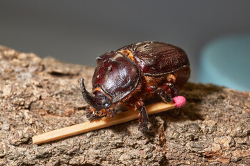 Macro photography of the rhinoceros beetle. All anatomical features of the rhinoceros beetle are visible. Its shape, shiny shell and distinctive horn are shown in detail.