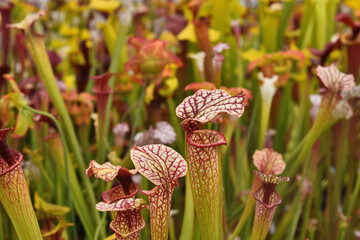 Closeup of colourful species of the North American pitcher plants, including Sarracenia flava,...