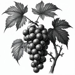 Obraz premium Hand-drawn vintage style illustration of ripe grapevine with detailed leaves in monochrome black, white. Features rich bunch of grapes, textured branch, perfect for wine-related designs, food