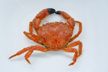 Fresh boiled red crab on a white plate.
