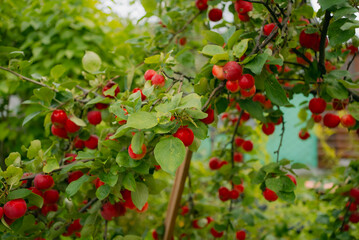 Branches of an apple tree bending under the weight of ripe red apples, thriving in an orchard, creating a picturesque scene of abundance and readiness for harvest