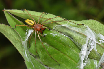 Closeup of a mature male of the infamous European Yellow Sac Spider (Cheiracanthium punctorium), photographed on a leaf in a German meadow.