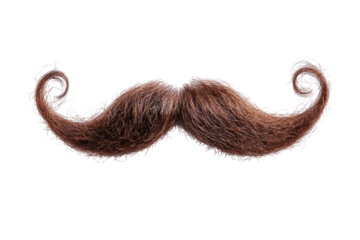 Brown curly handlebar mustache isolated on transparent background. Curly stylish mustache isolated on white background.