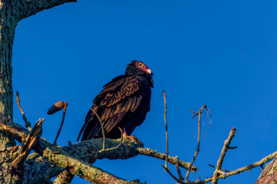 The turkey vulture (Cathartes aura). The turkey vulture is a scavenger and feeds almost exclusively on carrion