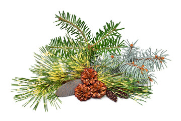 Christmas decorative fir, pine, spruce branch with cones isolated on white background
