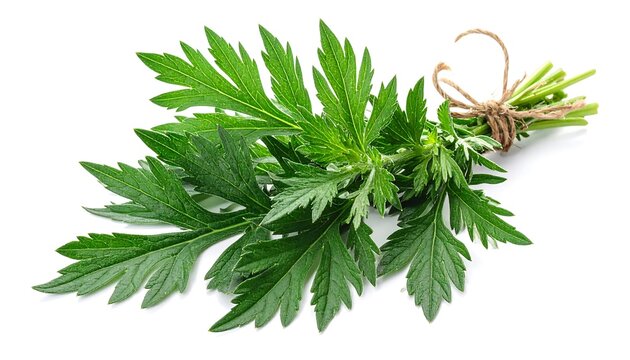 Fresh green leaves tied