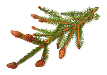 Christmas decorative fir branch with cones isolated on white background. Pine, spruce, holidays, New Year
