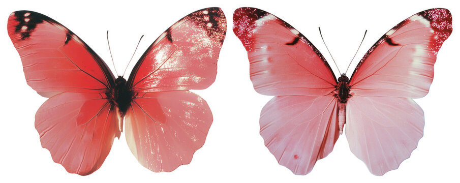 PNG Vibrant pink butterflies fluttering gracefully, element set on transparent background