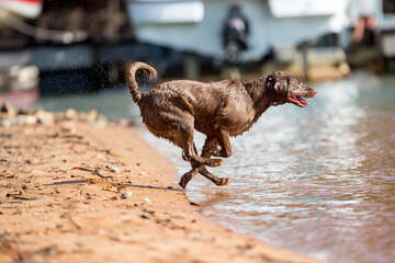 Training in Action: Chocolate Labrador’s Powerful Lake Retrieve