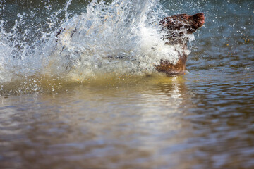 Training in Action: Chocolate Labrador&rsquo;s Powerful Lake Retrieve