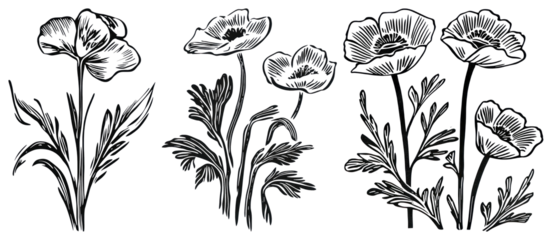 PNG Vintage floral sketch art, element set on transparent background