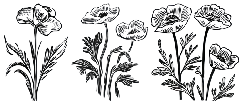 PNG Vintage floral sketch art, element set on transparent background - Powered by Adobe