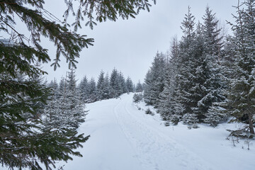 Peaceful winter path through a snowy forest.
