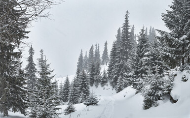 Snow covered pine tree forest on a mountain slope during a blizzard.