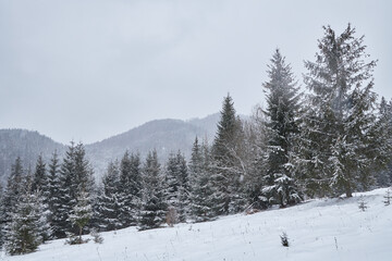 Snow covered pine tree forest on a mountain slope during a blizzard.