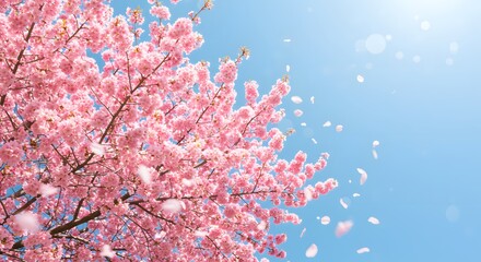 Pink blossoms on tree branches against a clear blue sky with falling petals creating a spring scene