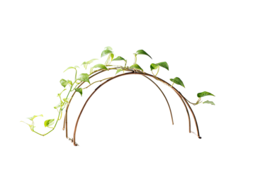 A stylized, arching vine with vibrant green leaves
