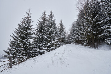 Snow covered pine tree forest on a mountain slope during a blizzard.