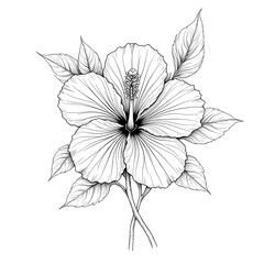 Fototapeta premium Elegant Black and White Hibiscus Flower Illustration Isolated on White