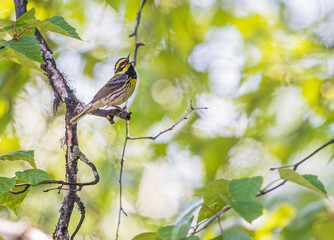 A Townsend's Warbler in Alaska