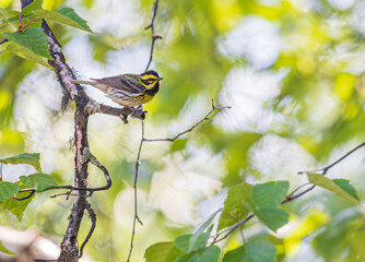 A Townsend's Warbler in Alaska