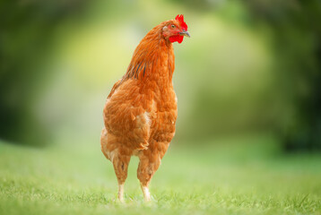 Close-up of a vibrant orange chicken standing on fresh green grass in a garden with natural bokeh background. Perfect farm-to-table, organic lifestyle, and rural countryside concept.
