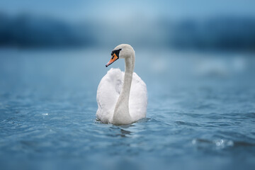 Elegant white swan gracefully swimming on a calm blue lake, symbol of purity, beauty, and tranquility in nature.