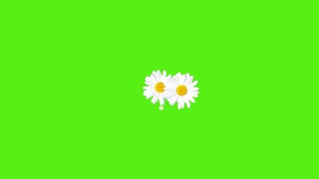 Delicate white daisies bloom vibrantly on a fresh green background, perfect for spring and nature projects