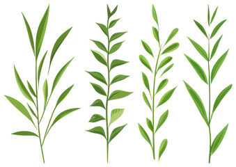 PNG Vibrant green botanical illustration, element set on transparent background