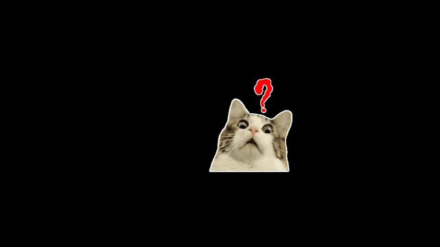 Curious cat with wide eyes and a question mark above its head, expressing confusion and wonder in a playful, animated moment perfect for memes and social media content.