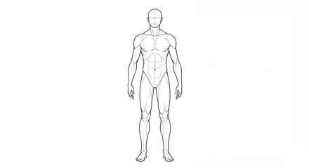 Detailed human anatomy illustration isolated on white background for medical and educational purposes