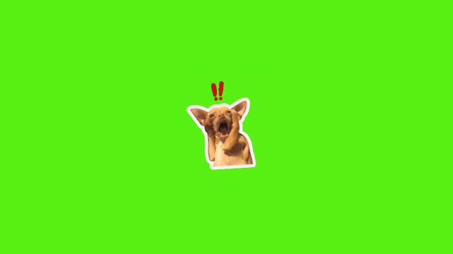 Shocked chihuahua dog with hands on face and exclamation marks reacting to surprising news, chroma key green background for easy editing and creative use in video projects