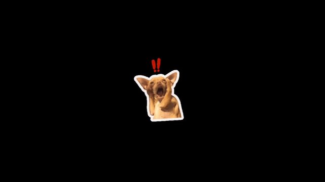 Chihuahua reacting in fear with funny shocked expression and exclamation points in a video, perfect for memes or comedic content, dog expressing surprise and humor