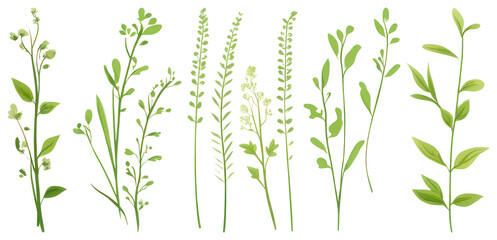 Obraz premium PNG Illustrated green botanical herbs, element set on transparent background