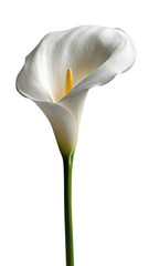 Isolated white calla lily, close-up