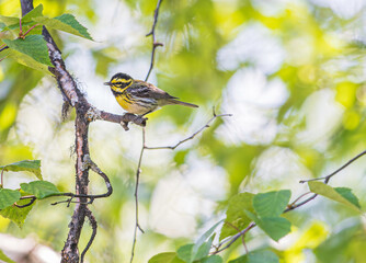 A Townsend's Warbler in Alaska