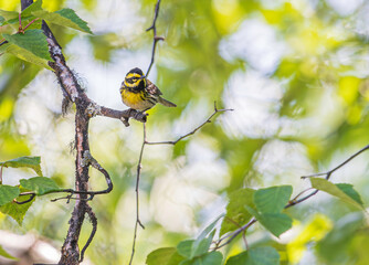 A Townsend's Warbler in Alaska
